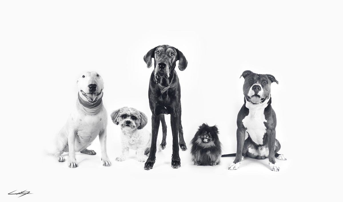 Dogs do Speak