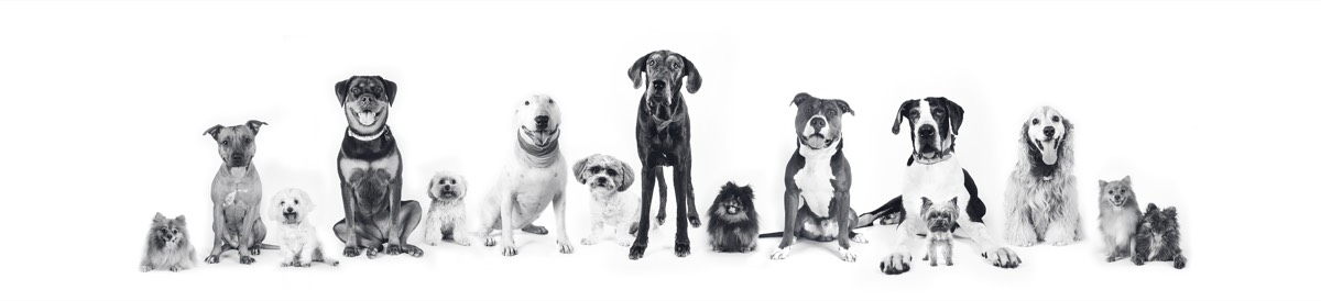 Dogs do Speak