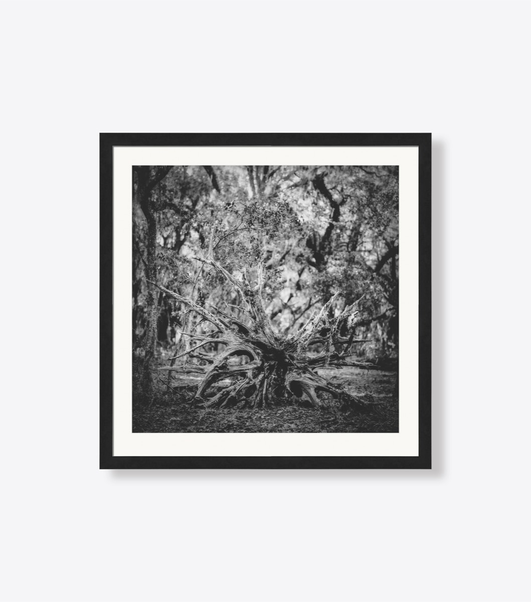 Fallen Oak