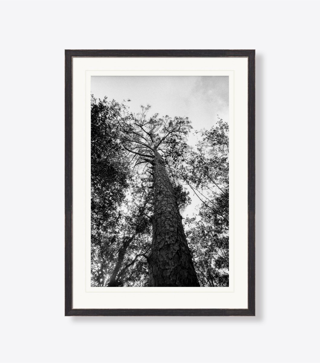 Moss Park Tree