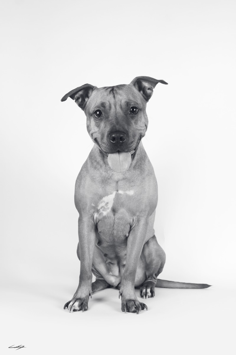 Dogs do Speak