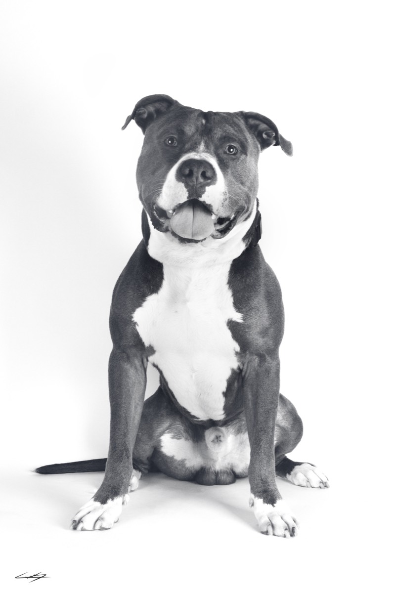 Dogs do Speak