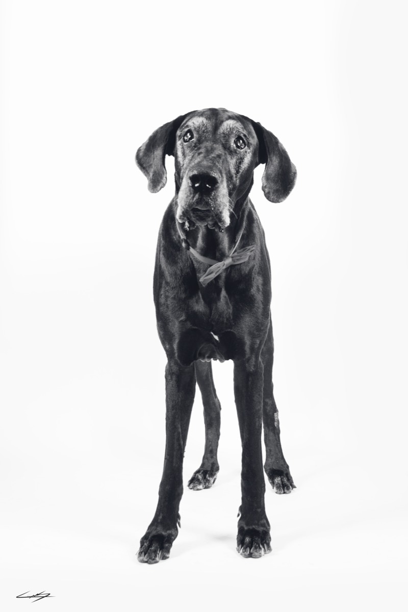 Dogs do Speak