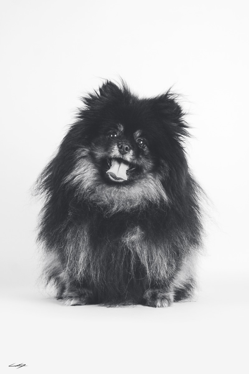 Dogs do Speak