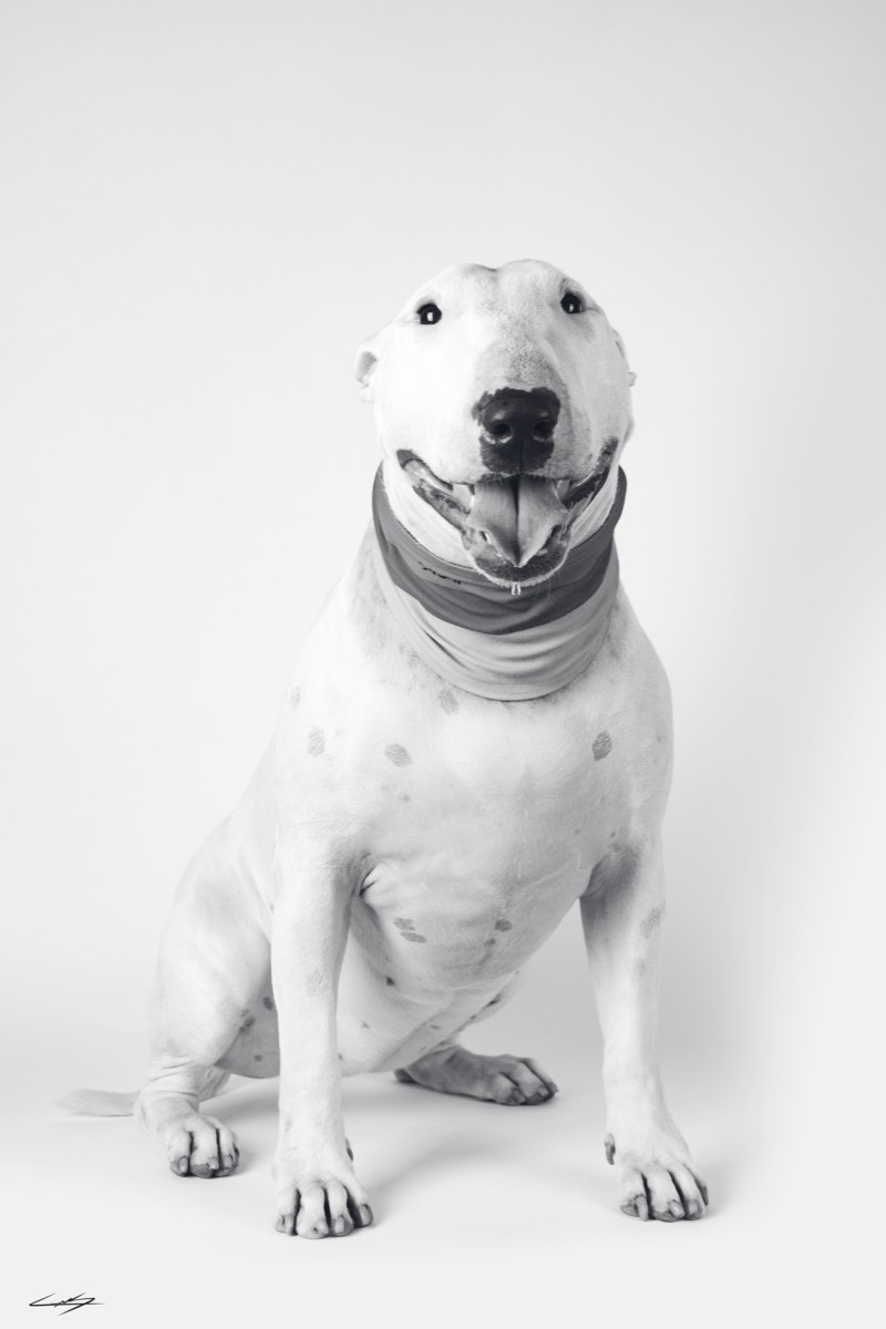 Dogs do Speak
