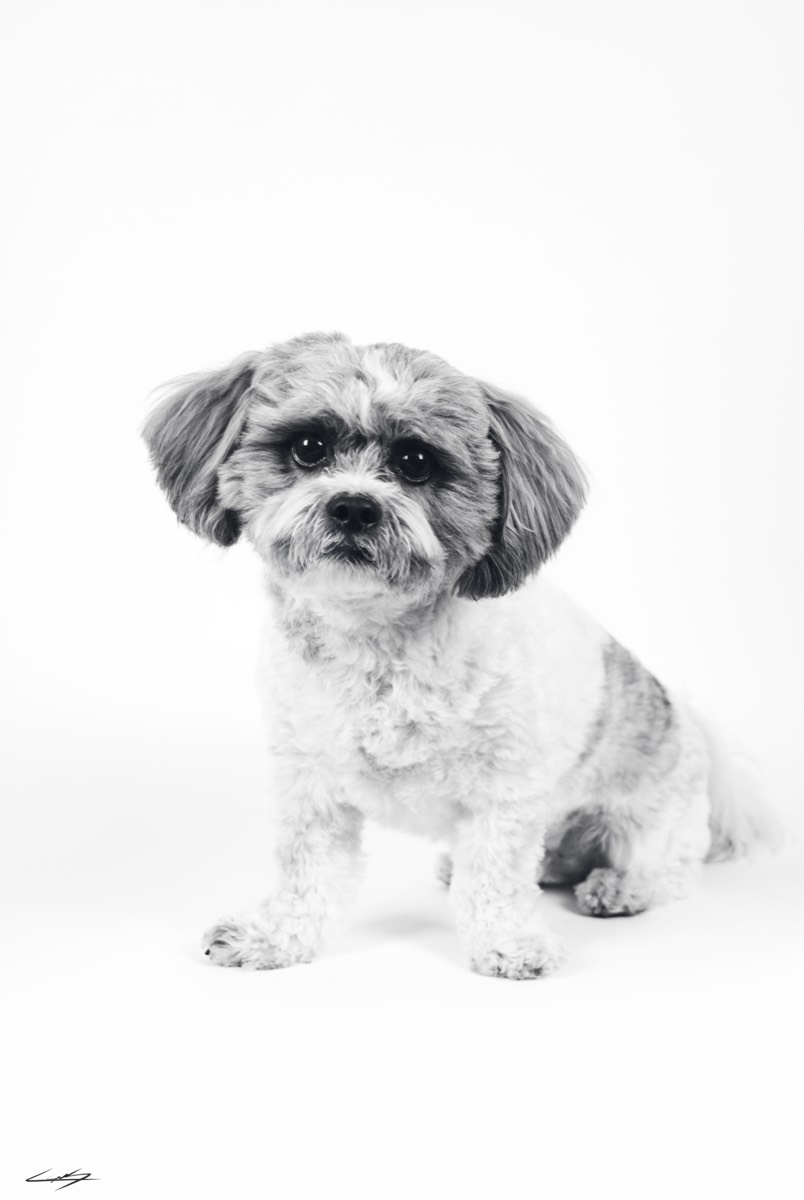 Dogs do Speak