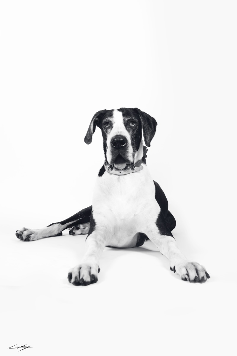 Dogs do Speak