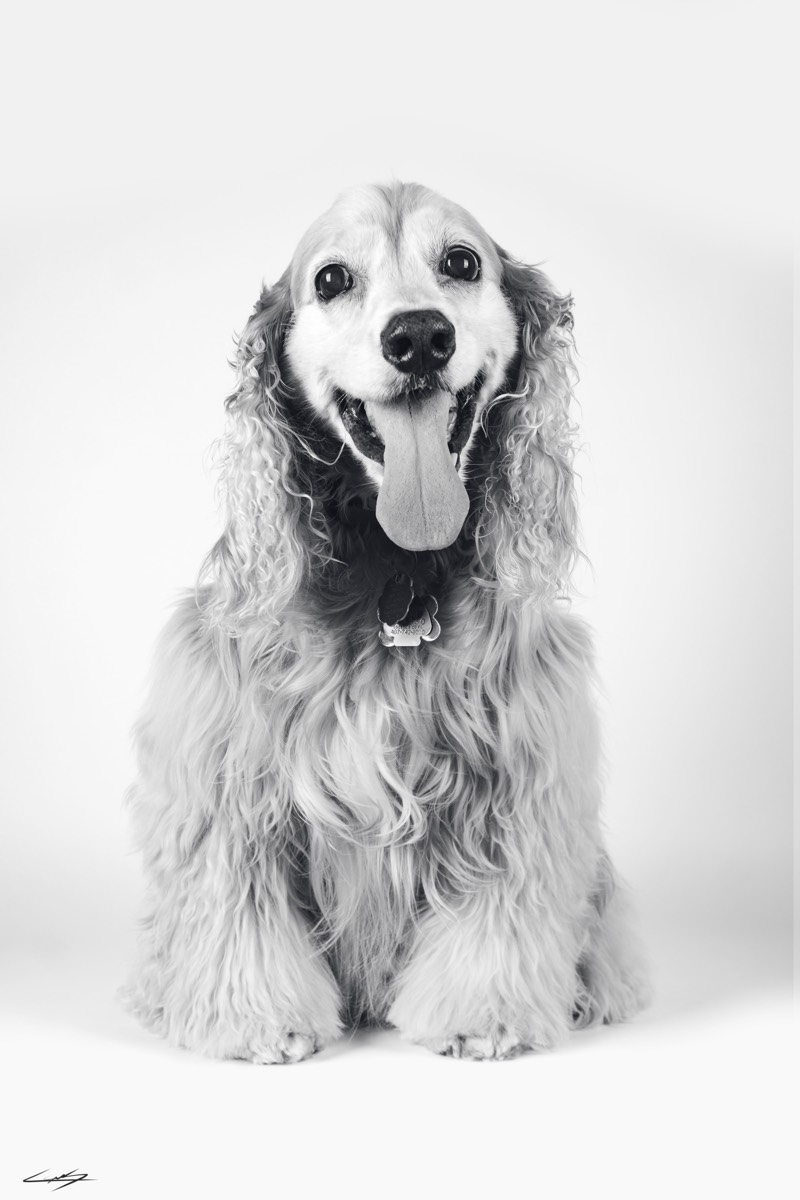 Dogs do Speak
