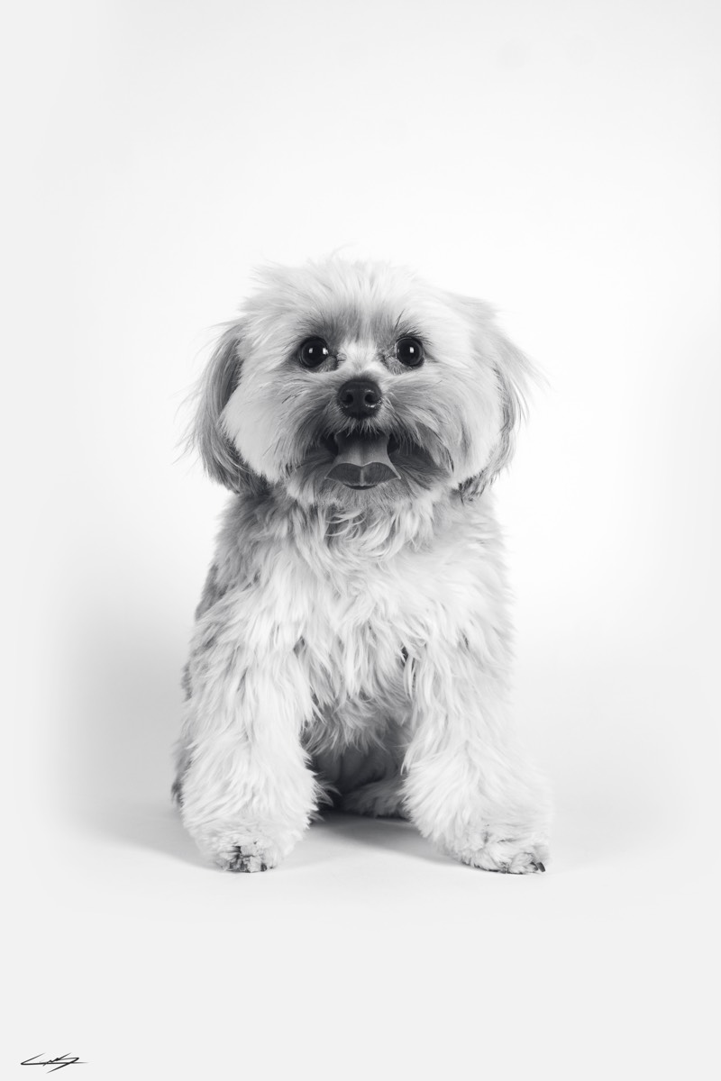 Dogs do Speak