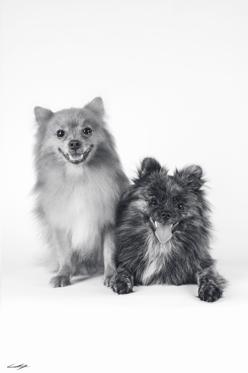 Dogs do Speak