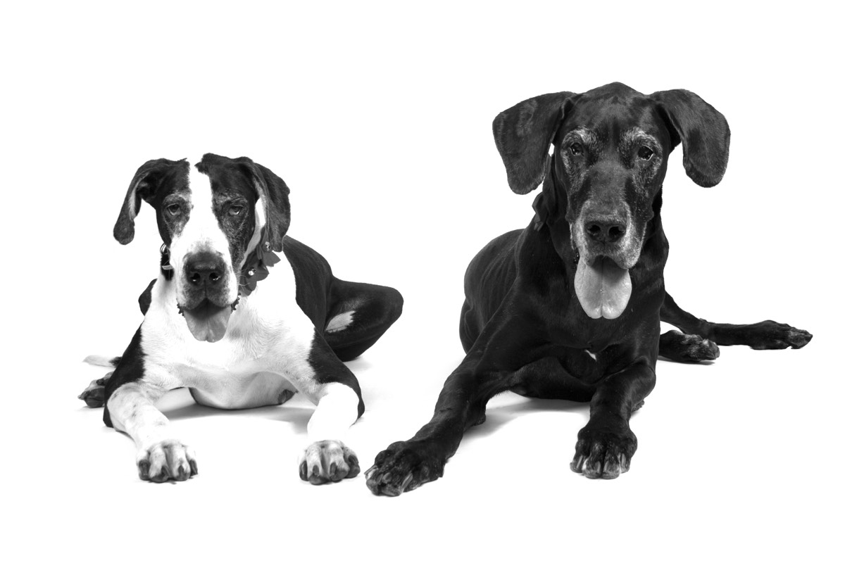 Dogs do Speak