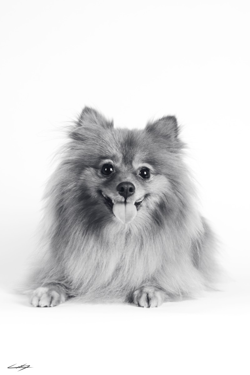 Dogs do Speak