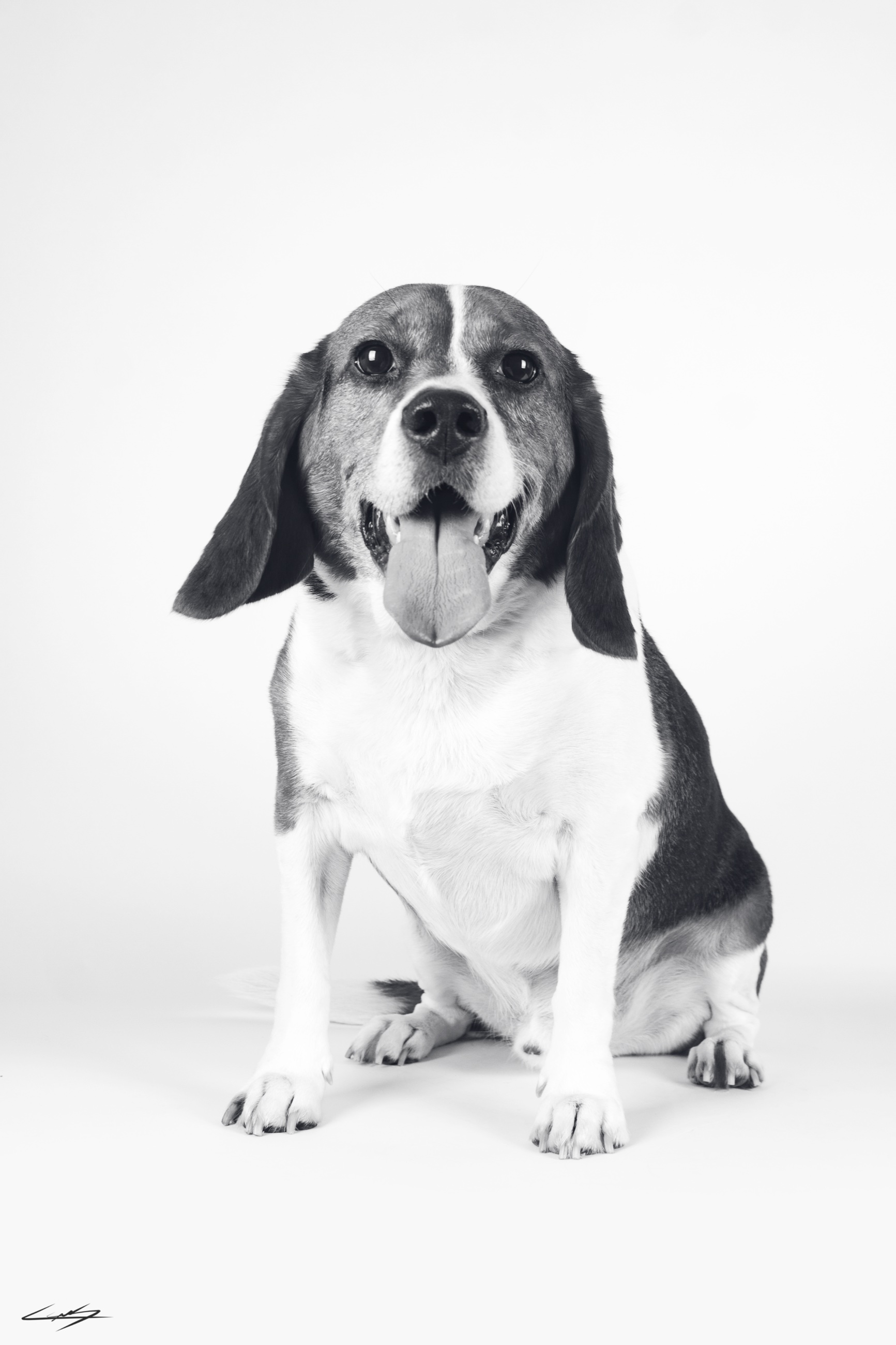 Dogs do Speak