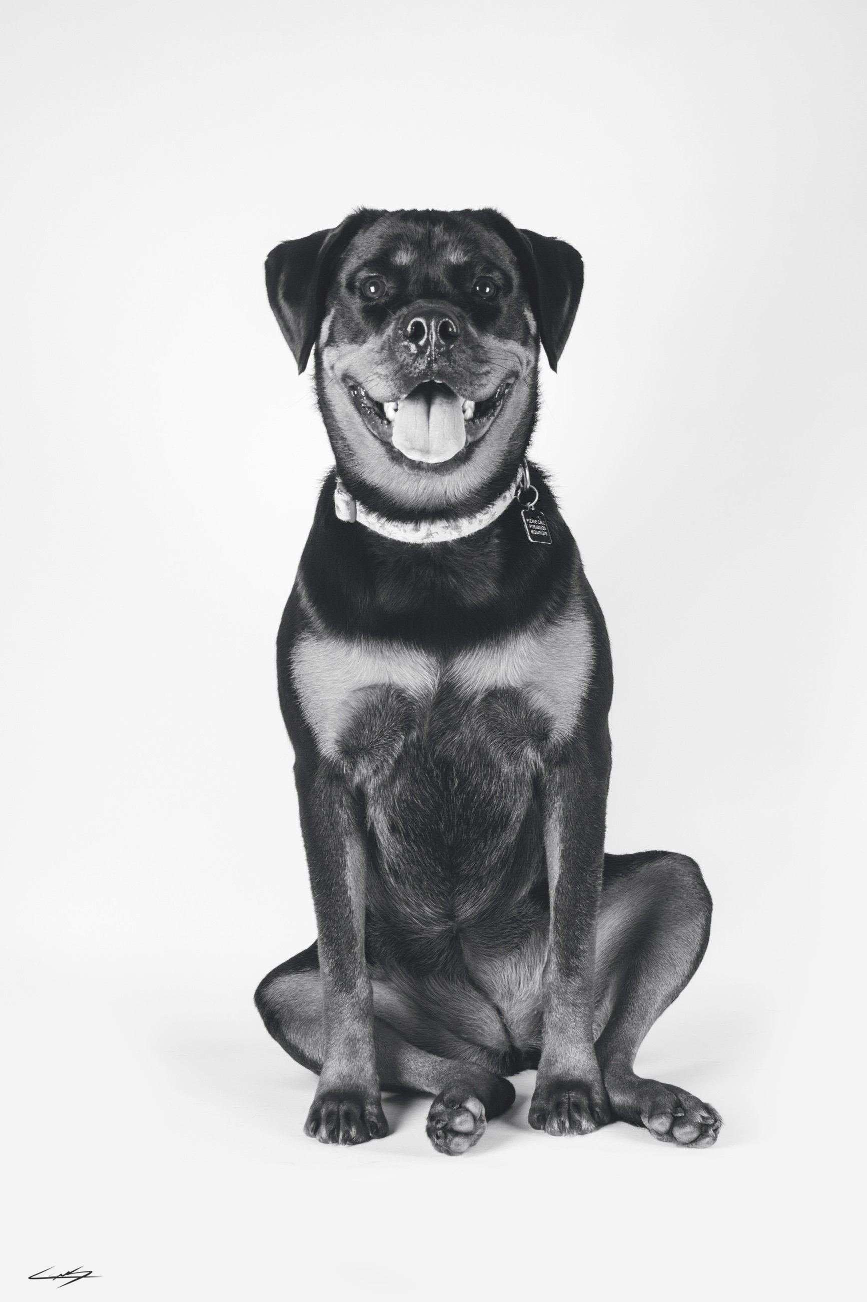 Dogs do Speak