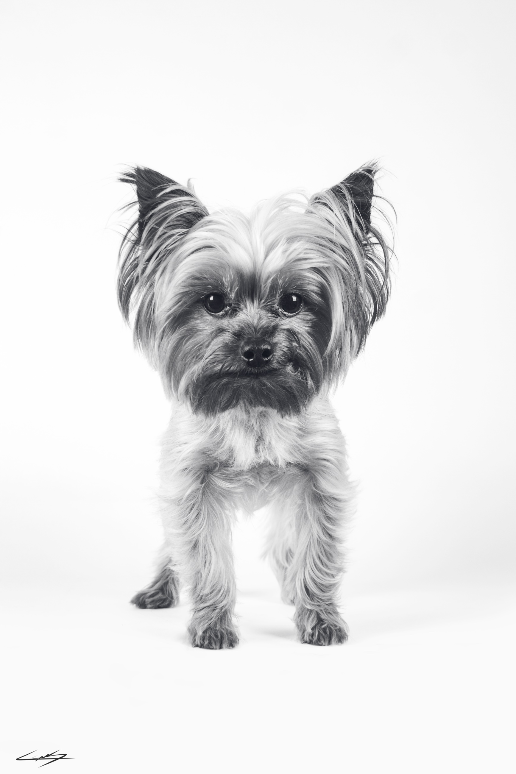 Dogs do Speak