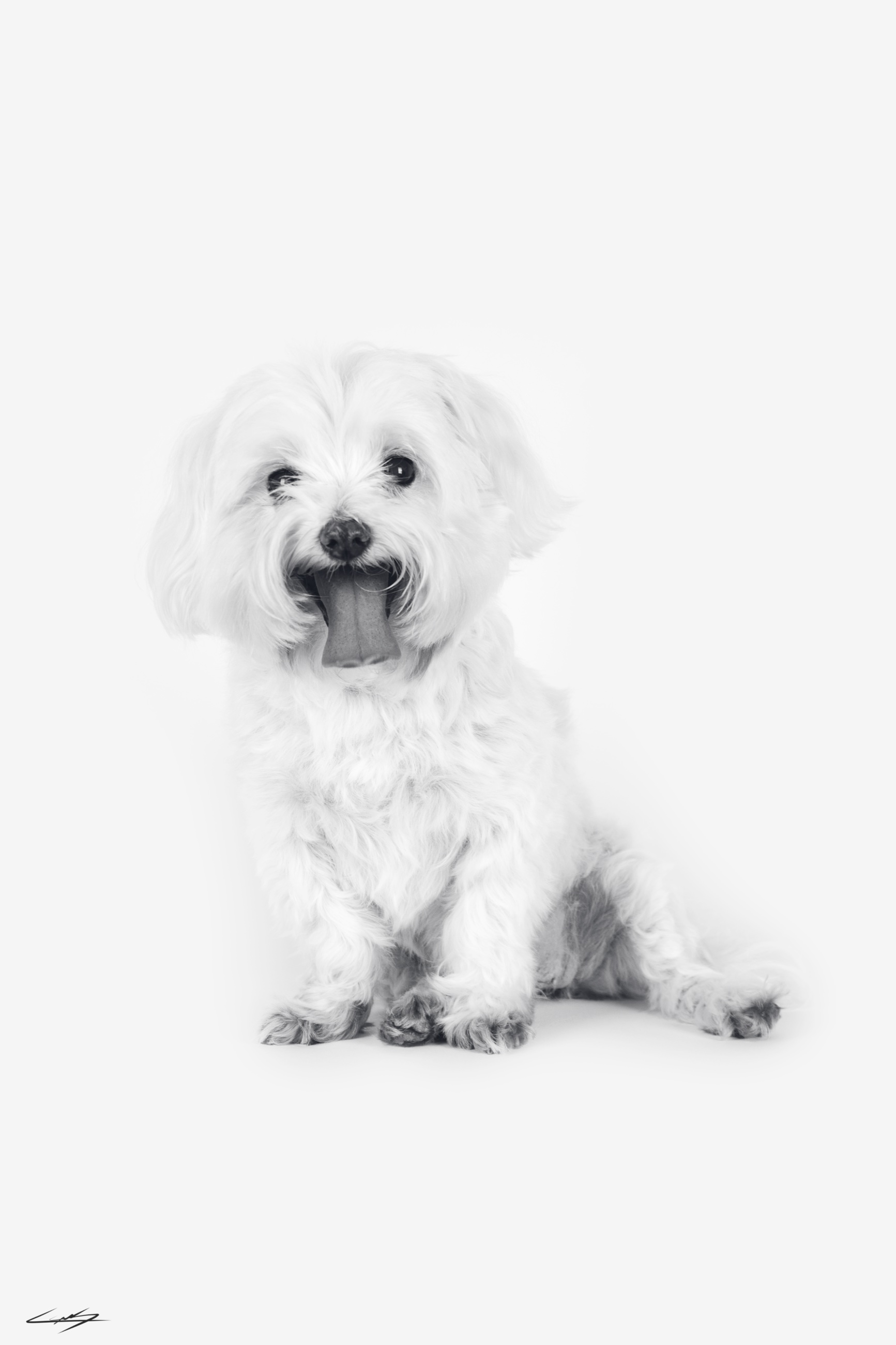 Dogs do Speak